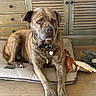 dog, brindle, pet, indoor, wooden_floor, cushion, toy, plush_toy, furniture, cabinet, collar, relaxed, animal, mammal, brown, resting, floor, domestic, companionship, portrait