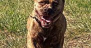 Gaia participe au concours pour gagner de l'argent avec cette photo : dog, running, grass, outdoor, sunlight, happy, canine, brindle, nature, pet, animal, playful, field, ears, mouth, tongue, daylight, active, smiling, summer