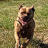 dog, running, grass, outdoor, sunlight, happy, canine, brindle, nature, pet, animal, playful, field, ears, mouth, tongue, daylight, active, smiling, summer