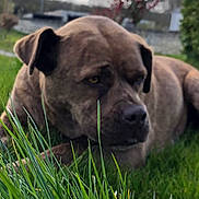 Gaia a rejoint le concours — aidez-le/la à gagner de superbes lots ! dog, brindle, grass, outdoor, blurred_background, flowering_bush, canine, pet, nature, greenery, animal, laying_down, close_up, calm, daylight, muzzle, ears, fur, snout, relaxed