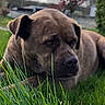 dog, brindle, grass, outdoor, blurred_background, flowering_bush, canine, pet, nature, greenery, animal, laying_down, close_up, calm, daylight, muzzle, ears, fur, snout, relaxed