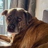 dog, brown_dog, pet, indoor, couch, sunlight, window, curtains, fur, portrait, animal, relaxed, looking, closeup, mammal, domestic_animal, companion, resting, home, cozy