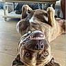 dog, upside_down, smiling, teeth, brown_dog, wooden_floor, living_room, couch, table, home_interior, collar, playful, pet, domestic_animal, floor, canine, happy, ears, eyes, relaxed