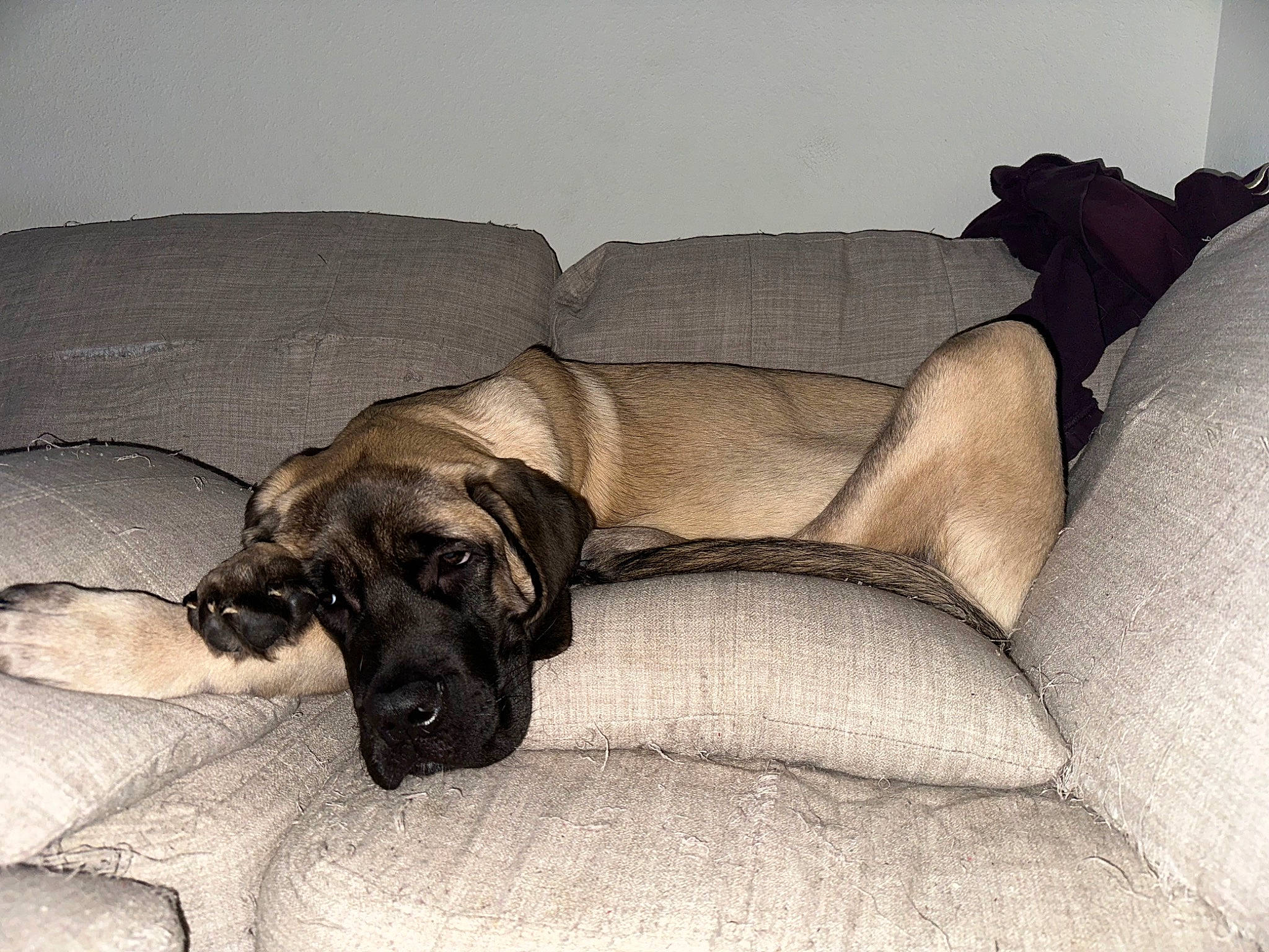 Helios joined the competition — help win amazing prizes! art, canidae, carnivore, comfort, companion_dog, couch, dog, dog_breed, fawn, fur, guard_dog, linens, liver, nap, room, snout, sporting_group, studio_couch, tail, working_animal