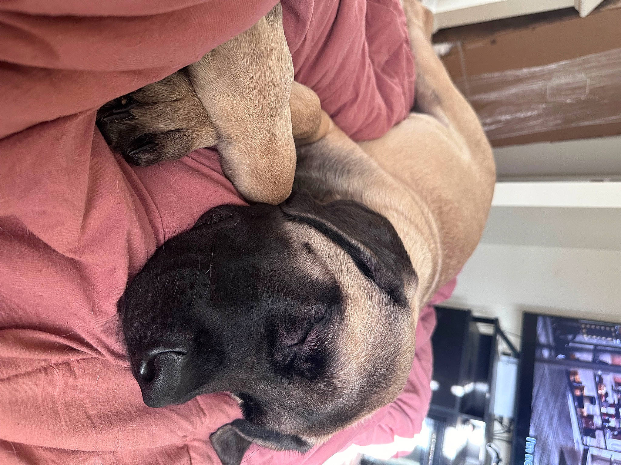 Helios joined the competition — help win amazing prizes! canidae, carnivore, comfort, companion_dog, dog, dog_breed, fawn, flesh, foot, fur, gesture, guard_dog, nap, paw, snout, sporting_group, toy_dog, whiskers, working_animal, wrinkle