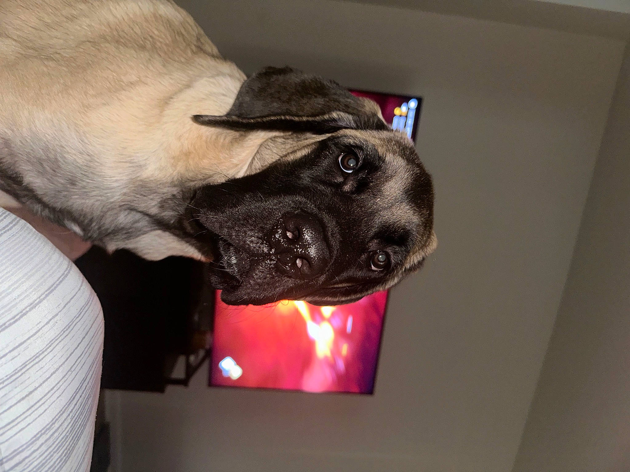 Helios is registered to the contest to win money with this photo: canidae, carnivore, companion_dog, dog, dog_breed, ear, fawn, fur, giant_dog_breed, guard_dog, hat, jaw, non_sporting_group, snout, sporting_group, terrestrial_animal, whiskers, window, working_animal, wrinkle