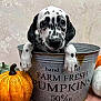 Selene joined the competition — help win amazing prizes! calabaza, carnivore, companion_dog, cucurbita, dalmatian, dog, dog_breed, font, gourd, grass, natural_foods, pet_supply, plant, pumpkin, serveware, snout, sporting_group, squash, vegetable, winter_squash