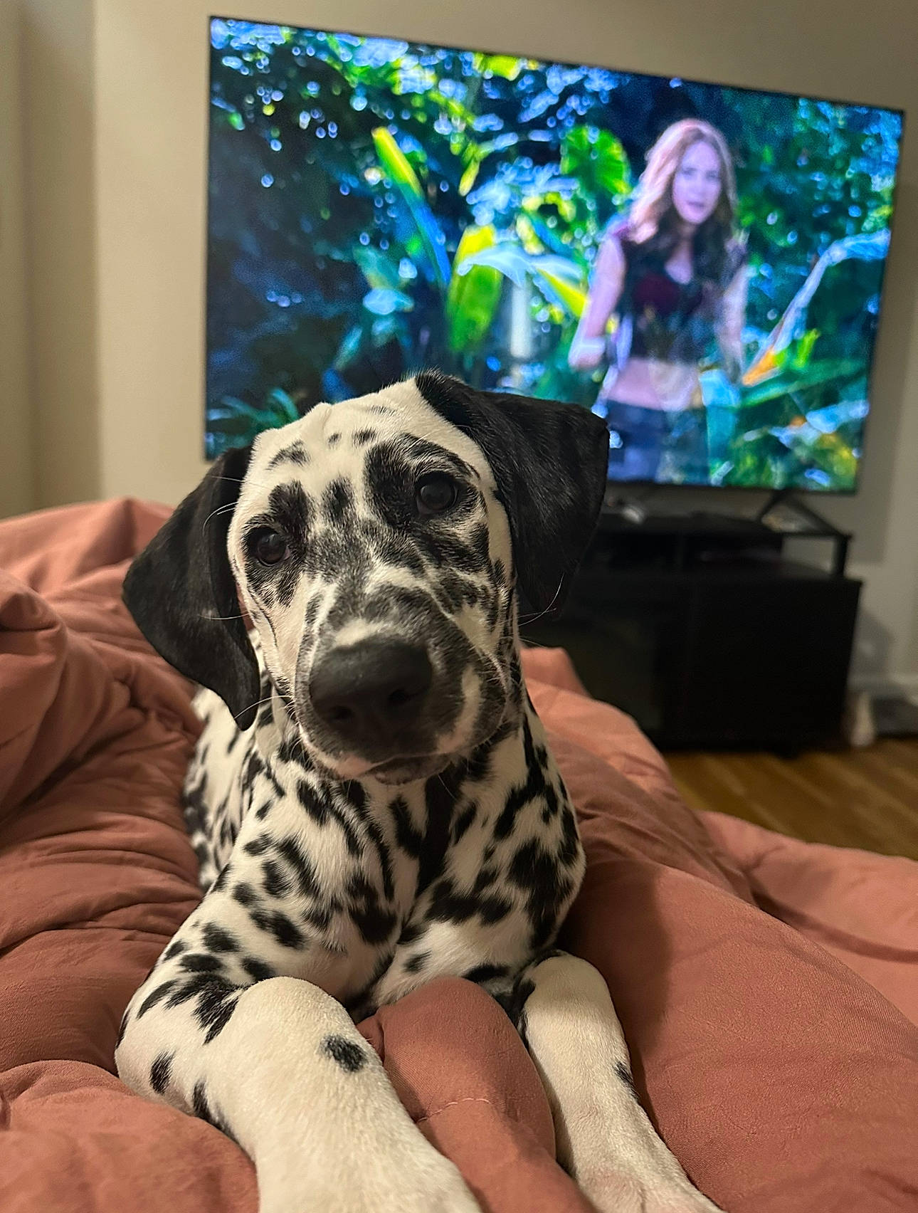 Selene is registered to the contest to win money with this photo: art, carnivore, comfort, companion_dog, dalmatian, display_device, dog, dog_breed, event, fawn, flat_panel_display, great_dane, snout, sporting_group, television, television_set, terrestrial_animal, visual_arts, whiskers, working_animal