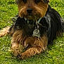 dog, pet, grass, lawn, collar, dog_tag, portrait, close_up, small_dog, terrier, fur, paws, ears, muzzle, outdoor, green, sunlight, lying_down, phone_icons, wallpaper