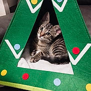 Fati a rejoint le concours — aidez-le/la à gagner de superbes lots ! animal, blanket, cat, colorful, cozy, curious, cute, ears, feline, fur, green, house, indoor, kitten, pattern, pet, resting, tabby, triangle, whiskers