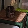 cat, tabby, chair, woven_seat, indoor, pet, feline, curious, alert, animal, collar, quiet, shadow, wooden_chair, domestic_cat, resting, household, fur, whiskers, ears