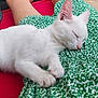 Ice participe au concours pour gagner de l'argent avec cette photo : kitten, cat, sleeping, white_fur, green_dress, patterned_fabric, resting, paw, indoor, relaxation, person, clothing, feline, cute, pet, nap, soft, fur, comfort, red_surface