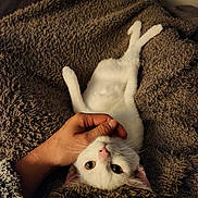 Ice participe au concours pour gagner de l'argent avec cette photo : cat, white_cat, hand, blanket, fluffy, cozy, indoor, pet, animal, fur, relaxing, cute, portrait, looking_up, scratching, warm_lighting, brown, feline, domestic_animal, resting