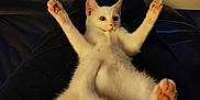 Ice a rejoint le concours — aidez-le/la à gagner de superbes lots ! cat, white_cat, pet, animal, paw, lap, legs, feet, person, indoor, relaxing, feline, cute, playful, fur, pink_paw_pads, table, water_bottle, black_pants, cozy