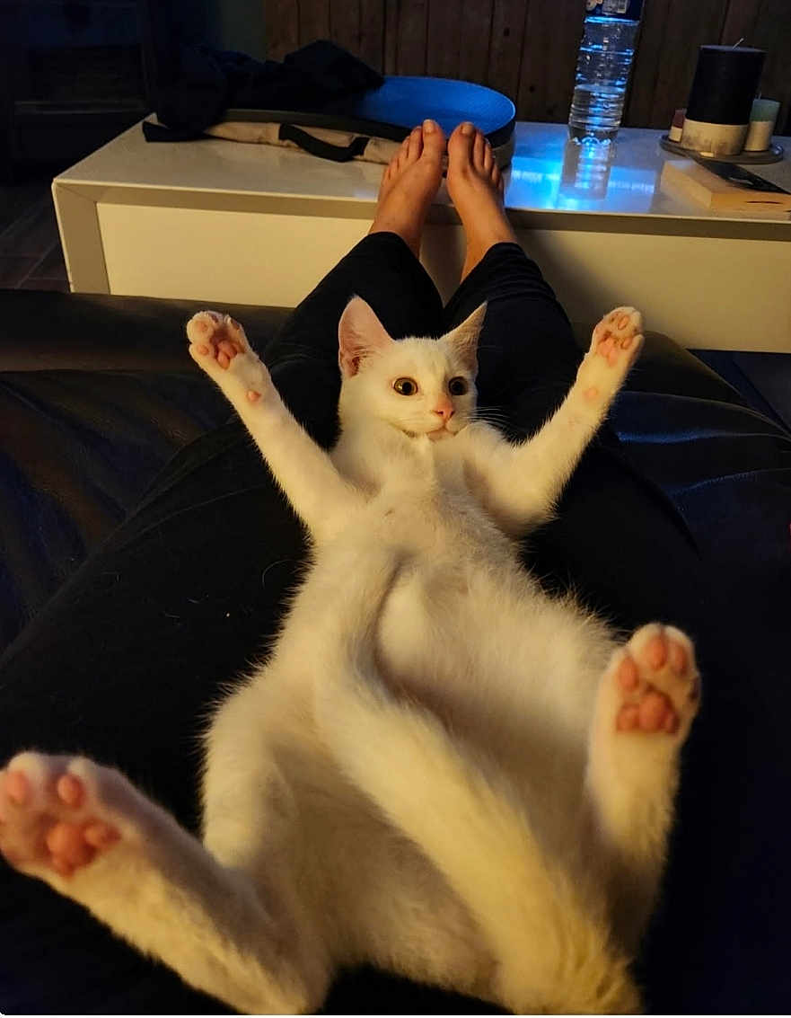 Ice a rejoint le concours — aidez-le/la à gagner de superbes lots ! cat, white_cat, pet, animal, paw, lap, legs, feet, person, indoor, relaxing, feline, cute, playful, fur, pink_paw_pads, table, water_bottle, black_pants, cozy