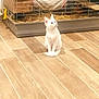 Ice participe au concours pour gagner de l'argent avec cette photo : cat, white_cat, animal_cage, guinea_pig, pet, wooden_floor, indoor, small_animal, straw_bedding, curious, sitting, furniture, hammock, brown_animal, cage_bars, domestic_animal, floor_tiles, quiet, pet_care, companion_animal