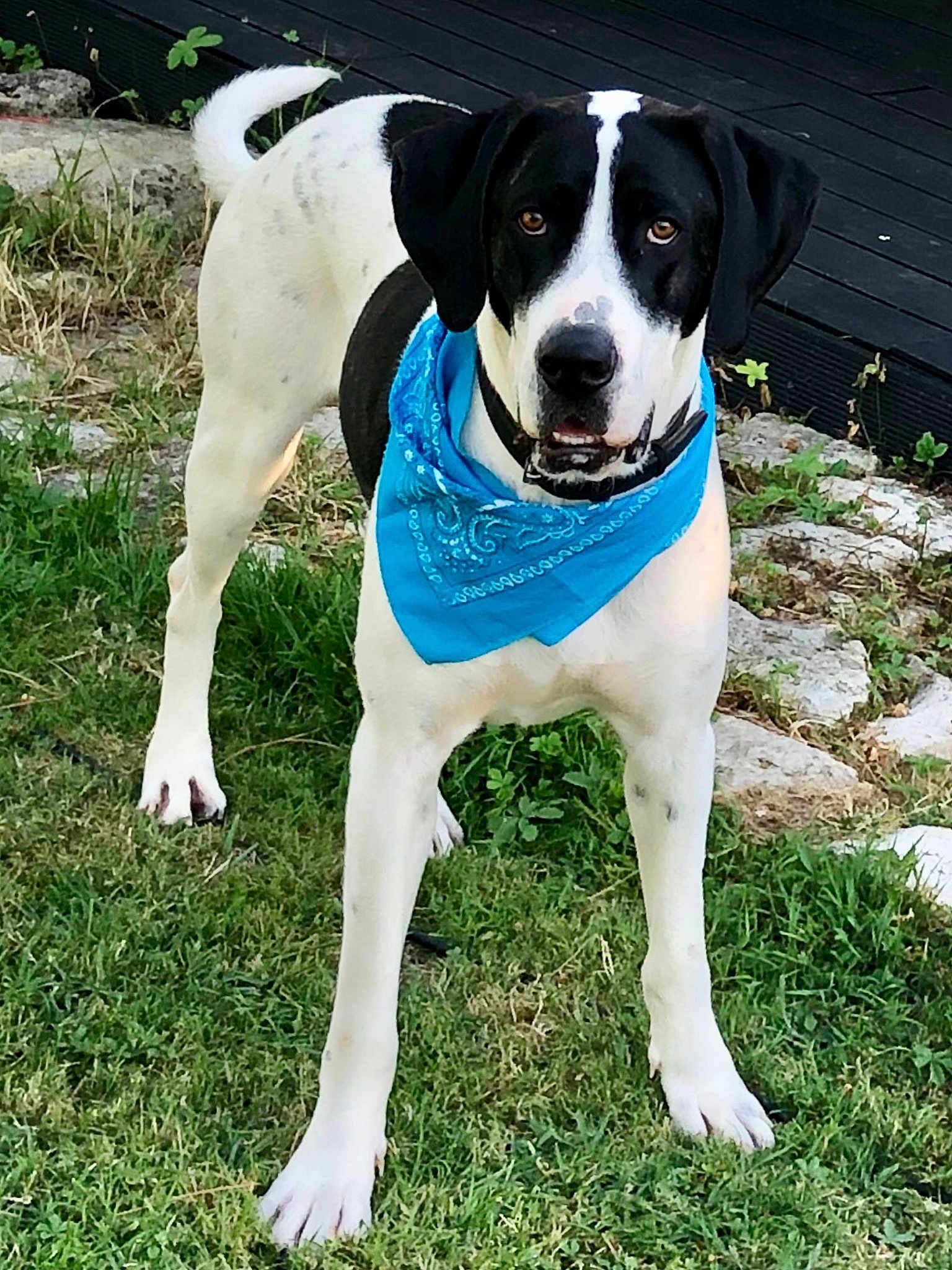 Odin