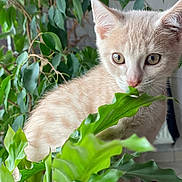 Nougat participe au concours pour gagner de l'argent avec cette photo : kitten, cat, plant, green_leaves, indoor, curious, young_animal, feline, pet, closeup, nature, leafy, home, soft_light, whiskers, fur, animal_portrait, cute, domestic_cat, exploring