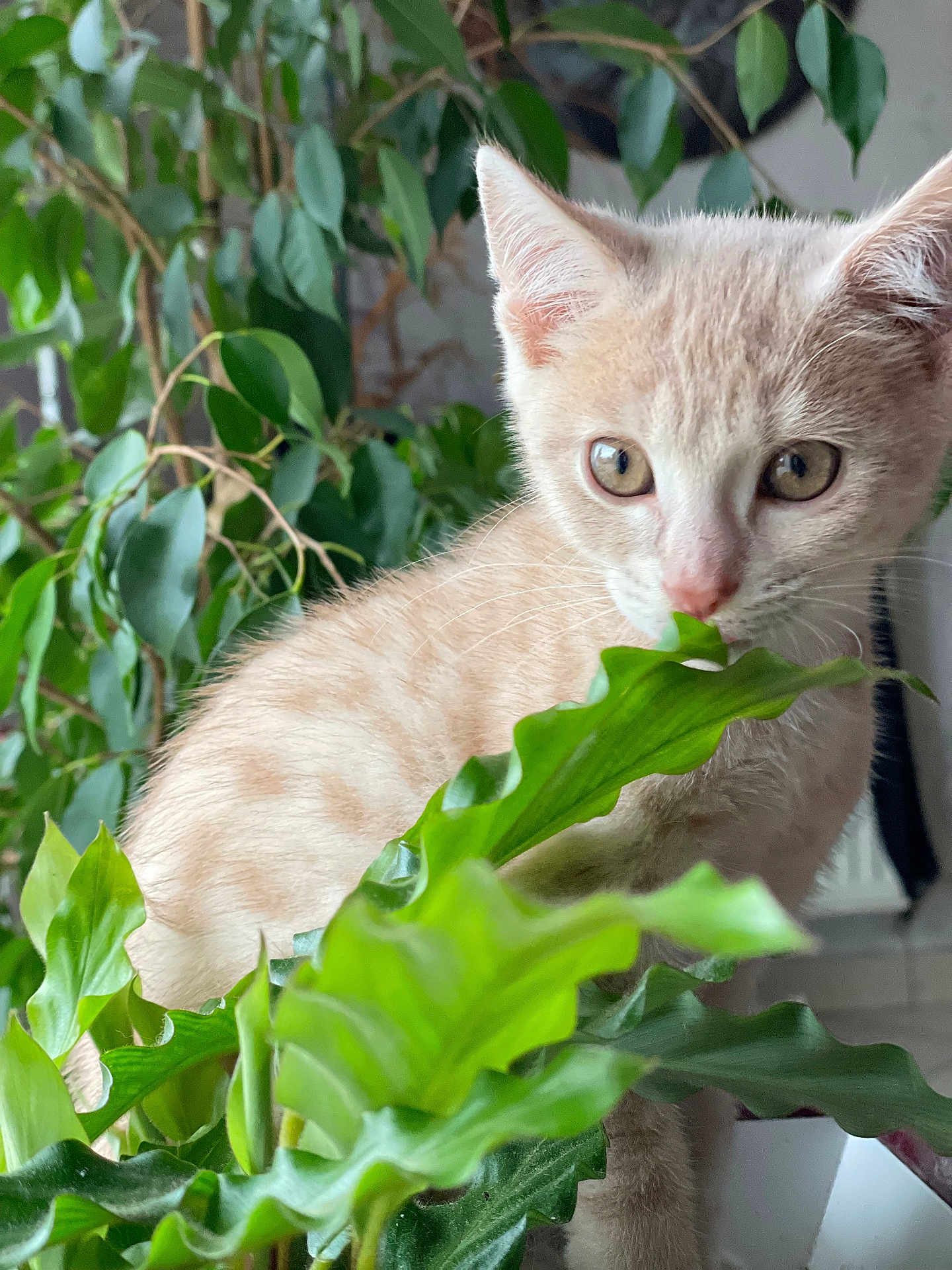 Nougat participe au concours pour gagner de l'argent avec cette photo : kitten, cat, plant, green_leaves, indoor, curious, young_animal, feline, pet, closeup, nature, leafy, home, soft_light, whiskers, fur, animal_portrait, cute, domestic_cat, exploring