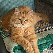Lucy joined the competition — help win amazing prizes! cat, ginger_cat, fluffy, pet, indoor, cozy, blanket, chair, relaxed, paws, fur, animal, cute, domestic, feline, resting, home, soft, comfort, orange