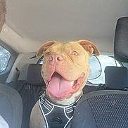 Vicky a rejoint le concours — aidez-le/la à gagner de superbes lots ! dog, car, pet, happy, tongue_out, harness, seat, interior, vehicle, canine, smiling, brown_dog, backseat, window, headrest, domestic_animal, companion, leisure, transportation, sitting