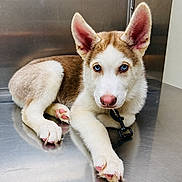 Loki is registered to the contest to win money with this photo: husky, puppy, dog, blue_eyes, pink_nose, ears, fur, lying_down, metal_surface, curious, pet, animal, young_dog, indoor, close_up, cute, canine, looking_at_camera, adorable, domestic_animal