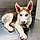 Loki
