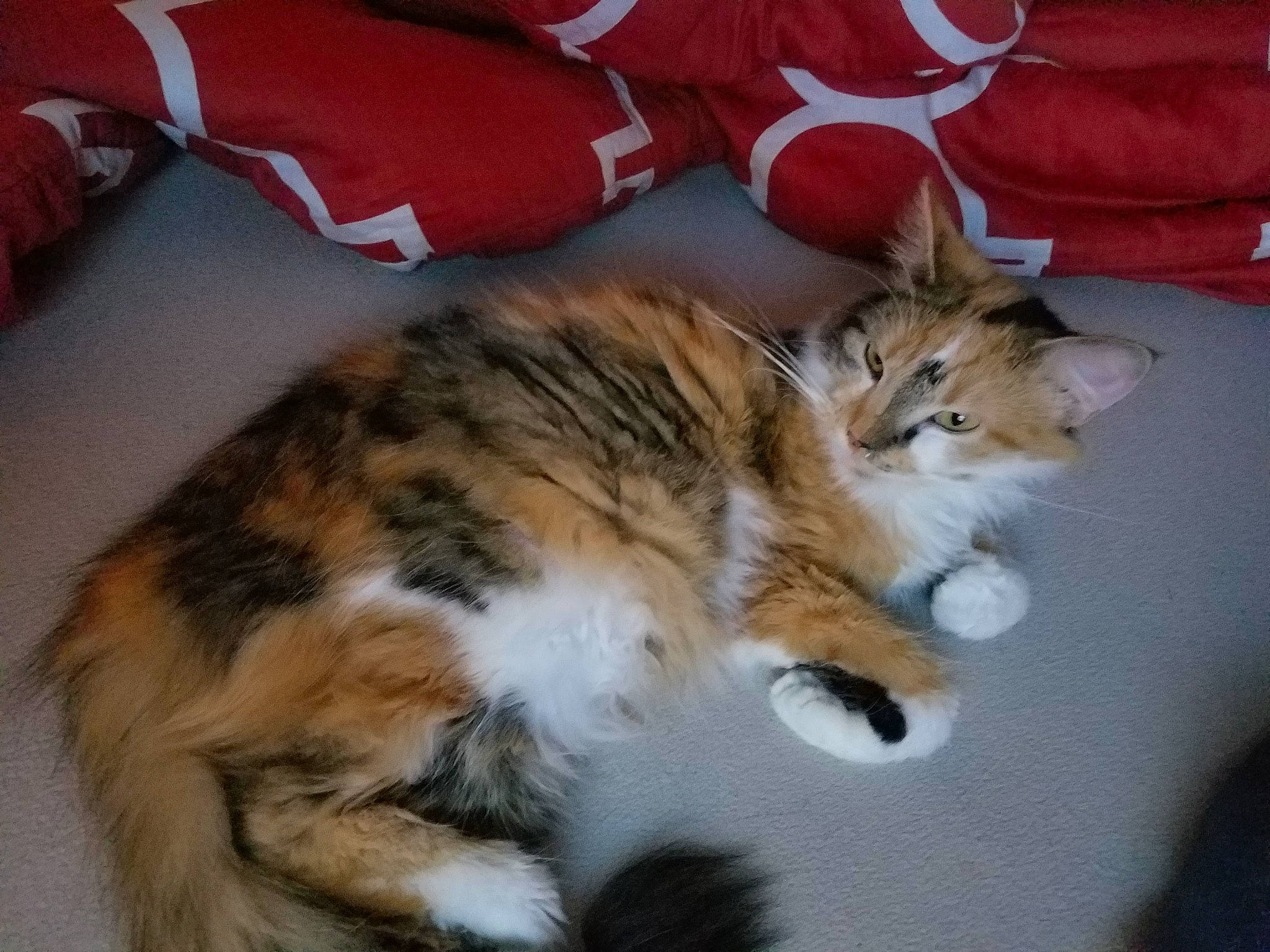 Fee is registered to the contest to win money with this photo: aegean_cat, american_wirehair, asian, carnivore, cat, cymric, domestic_long_haired_cat, domestic_short_haired_cat, dragon_li, european_shorthair, felidae, fur, kitten, kurilian_bobtail, mammal, small_to_medium_sized_cats, tabby_cat, tail, vertebrate, whiskers