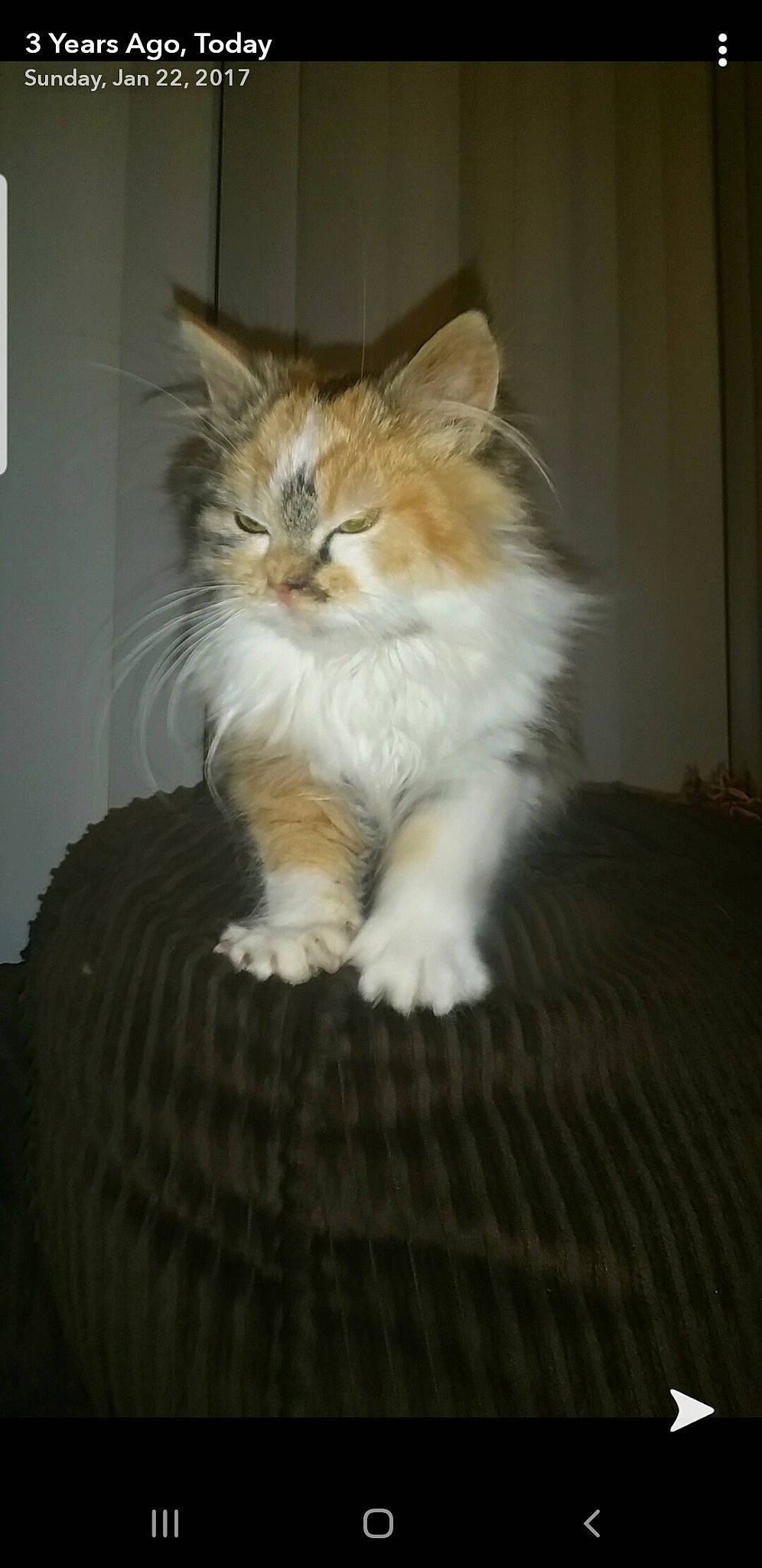 Fee is registered to the contest to win money with this photo: asian_semi_longhair, british_semi_longhair, carnivore, cat, domestic_long_haired_cat, fawn, felidae, fur, kitten, maine_coon, mammal, norwegian_forest_cat, polydactyl_cat, ragamuffin, siberian, small_to_medium_sized_cats, tabby_cat, turkish_angora, vertebrate, whiskers