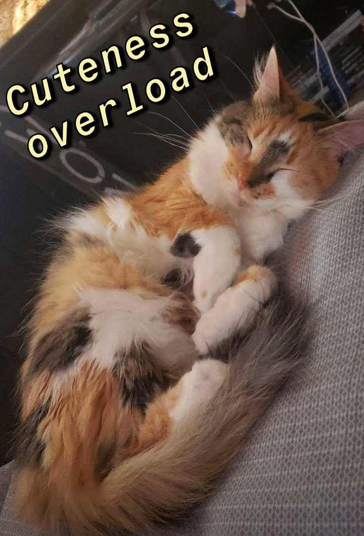 Fee joined the competition — help win amazing prizes! british_semi_longhair, carnivore, cat, domestic_long_haired_cat, felidae, fur, kitten, maine_coon, napoleon_cat, norwegian_forest_cat, photo_caption, ragamuffin, small_to_medium_sized_cats, whiskers