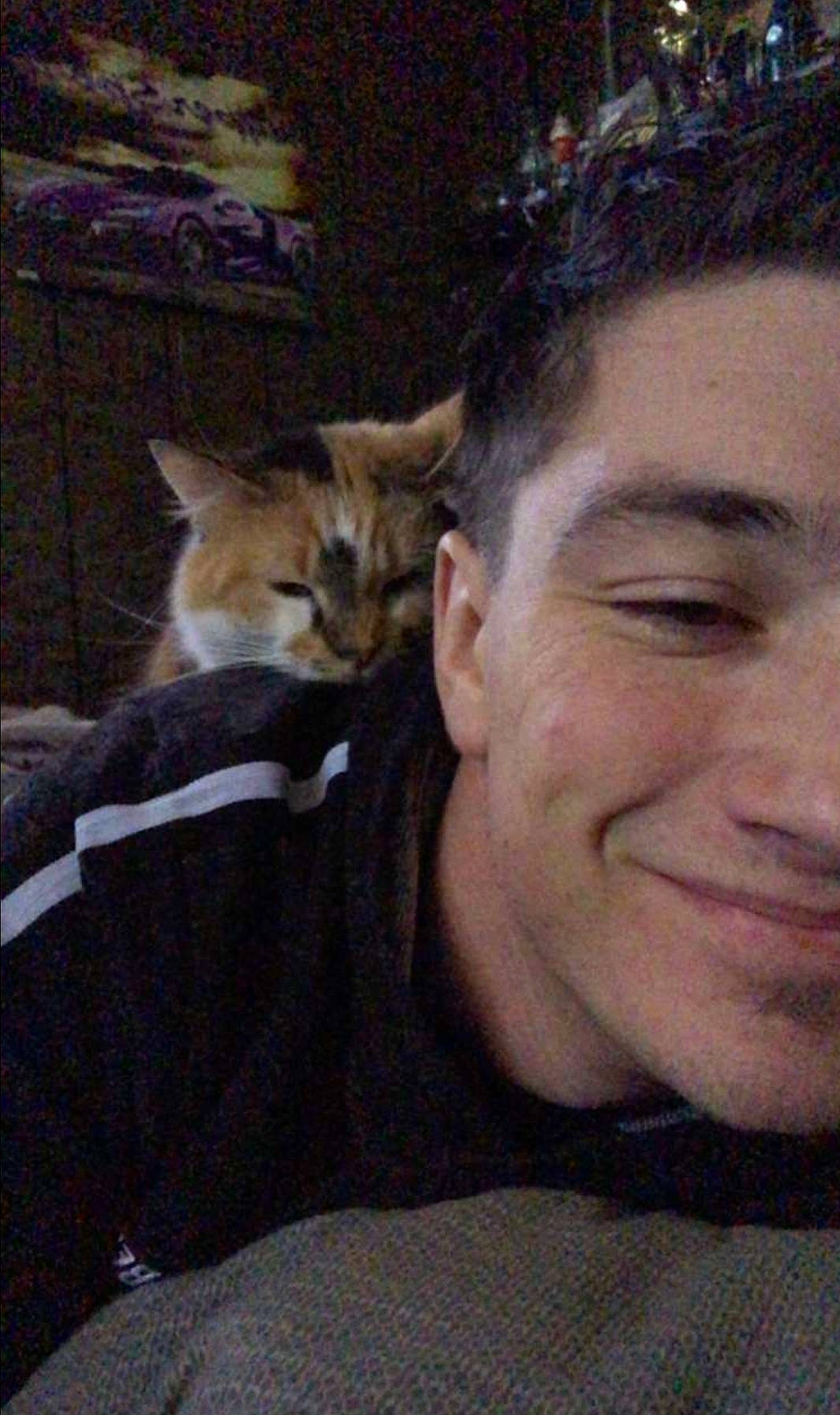 Fee joined the competition — help win amazing prizes! carnivore, cat, domestic_short_haired_cat, felidae, small_to_medium_sized_cats, whiskers