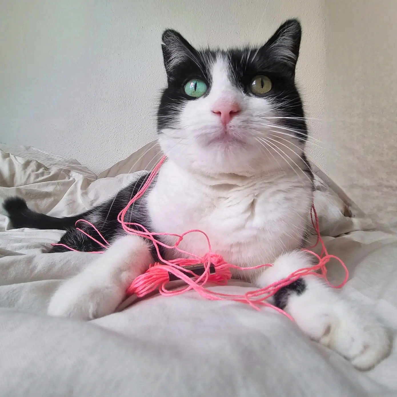 Mika participe au concours pour gagner de l'argent avec cette photo : animal, bed, black_and_white, cat, close_up, cozy, cute, domestic, feline, fur, heterochromia, indoor, paws, pet, pink_yarn, playful, relaxed, resting, whiskers, yarn