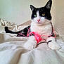 Mika a rejoint le concours — aidez-le/la à gagner de superbes lots ! cat, black_and_white_cat, yarn, pink_yarn, bed, bedding, pet, animal, cozy, indoor, playful, tangled, whiskers, fur, relaxed, cute, mismatched_eyes, paws, tail, wall