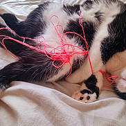 Mika a rejoint le concours — aidez-le/la à gagner de superbes lots ! cat, black_and_white, yarn, tangled, bed, white_bedspread, playful, pet, feline, paws, fur, sleepy, resting, indoor, cute, pink, string, animal, cozy, relaxed
