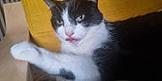 Mika a rejoint le concours — aidez-le/la à gagner de superbes lots ! cat, black_and_white, tongue_out, yellow_cushion, indoor, pet, feline, relaxed, close_up, fur, whiskers, paw, table, cozy, domestic, animal, cute, face, resting, home