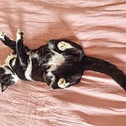 Moon participe au concours pour gagner de l'argent avec cette photo : cat, black_and_white, lying_down, bed, blanket, pink, pet, feline, relaxed, paws, fluffy, cute, animal, indoor, fur, whiskers, tail, sleepy, playful, resting