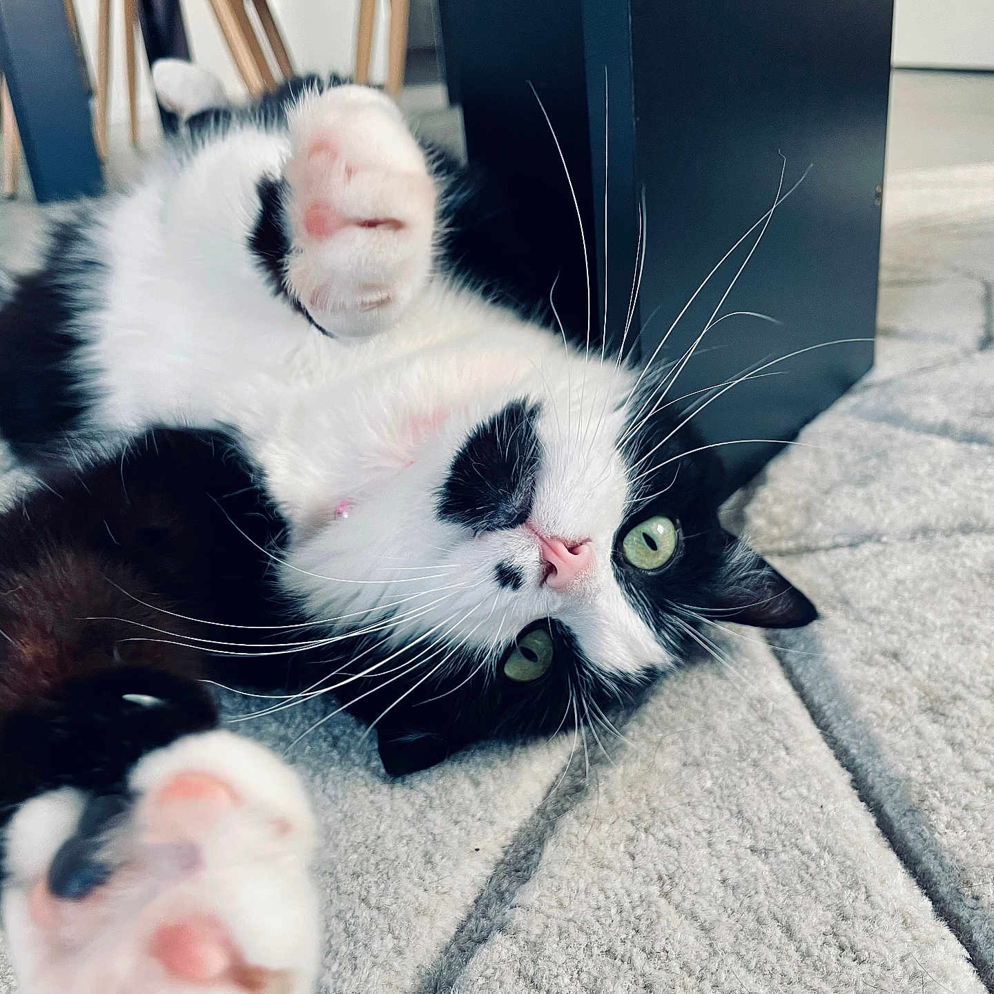 Oana participe au concours pour gagner de l'argent avec cette photo : animal, black_and_white, carpet, cat, closeup, curious, cute, domestic, floor, fur, green_eyes, home, indoor, mammal, paw, pet, playful, relaxed, stretching, whiskers