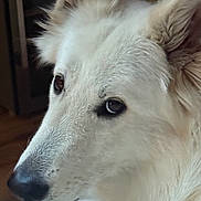 Naska participe au concours pour gagner de l'argent avec cette photo : dog, white_dog, close_up, pet, animal, fur, ears, nose, indoor, portrait, canine, face, muzzle, looking_away, fluffy, domestic_animal, companion, eyes, snout, calm