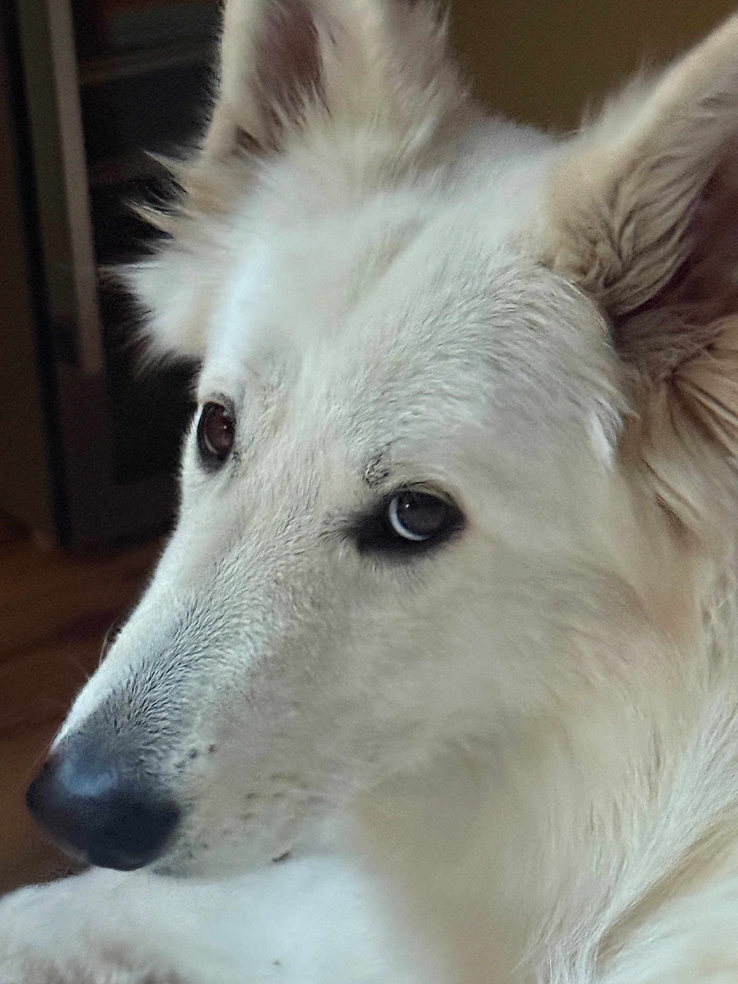 Naska participe au concours pour gagner de l'argent avec cette photo : dog, white_dog, close_up, pet, animal, fur, ears, nose, indoor, portrait, canine, face, muzzle, looking_away, fluffy, domestic_animal, companion, eyes, snout, calm