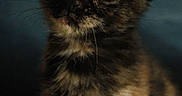 Bisou participe au concours pour gagner de l'argent avec cette photo : animal, cat, close_up, curious, cute, dark_background, ears, eyes, feline, fur, indoor, kitten, mammal, pet, portrait, small, soft_light, tortoiseshell, whiskers, young