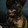 animal, cat, close_up, curious, cute, dark_background, ears, eyes, feline, fur, indoor, kitten, mammal, pet, portrait, small, soft_light, tortoiseshell, whiskers, young