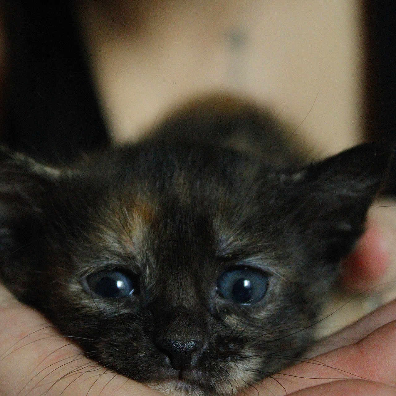 Bisou