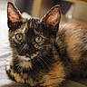 Bisou participe au concours pour gagner de l'argent avec cette photo : animal, cat, closeup, cute, domestic, ears, eyes, feline, fur, indoor, kitten, laying, mammal, pet, portrait, relaxed, soft, tortoiseshell, whiskers, young