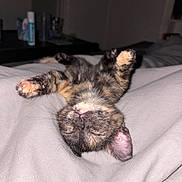 Bisou participe au concours pour gagner de l'argent avec cette photo : animal, bed, cat, cozy, cute, domestic, ears, fur, indoor, kitten, paws, pet, pink_nose, relaxed, resting, sleeping, small, tortoiseshell, whiskers, young