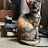 Bisou participe au concours pour gagner de l'argent avec cette photo : amplifier, animal, cable, carpet, cat, curious, ears, floor, furry, guitar_pedal, indoor, kitten, light, musical_equipment, pet, shadow, sitting, tortoiseshell, whiskers, young