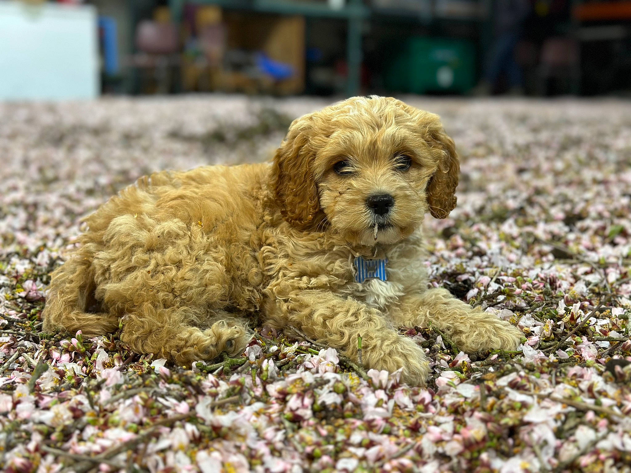 Gus is registered to the contest to win money with this photo: art, canidae, carnivore, companion_dog, dog, dog_breed, fawn, flower, grass, paw, plant, poodle, snout, soil, sporting_group, terrestrial_animal, terrier, toy_dog, water_dog