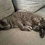 cat, sleeping, gray_fur, fluffy, couch, indoor, cozy, resting, pet, animal, feline, relaxing, soft, cute, home, fur, paw, whiskers, nap, comfort