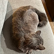 Pinky Tails joined the competition — help win amazing prizes! cat, gray_cat, feline, pet, animal, couch, furniture, indoor, cozy, curled_up, fur, resting, relaxed, domestic, mammal, tail, ears, soft_light, texture, home