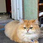 Neko joined the competition — help win amazing prizes! cat, ginger_cat, fluffy, green_eyes, doorstep, mat, indoor, doorframe, resting, pet, animal, cute, feline, calm, portrait, closeup, domestic, whiskers, nose, paws