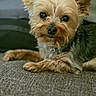 Dutchess is registered to the contest to win money with this photo: dog, yorkshire_terrier, small_dog, pet, canine, portrait, close_up, long_hair, brown_and_tan, black_nose, dark_eyes, pointed_ears, lying_down, couch, indoor, home, fur, fluffy, cute, companion_animal